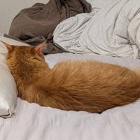 枕を使っている茶トラを少し上からとらえた様子