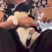 飼い主に爪切りを近づけられる猫