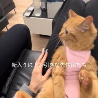 飼い主の膝の上で画面左側を見つめる猫
