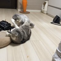 にゃんプロ中の2匹の猫