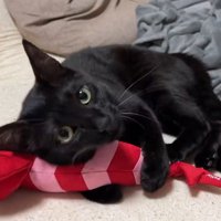海老のぬいぐるみを抱きしめる縞模様の黒猫