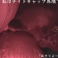 「[急募]猫に毎晩...」のテロップ写真2