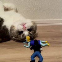 仰向けになってゾンビのおもちゃを見つめる猫