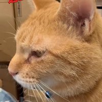 女性に話しかけられる猫