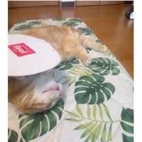室内にいる猫