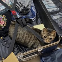 キャリーバッグの中から周囲を見まわすキジトラ猫