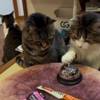 ベルを鳴らそうとしている猫と見守る猫