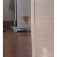 室内にいる猫