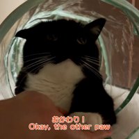 キャットトンネルでおかわりをする猫
