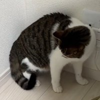 しっぽを見る猫
