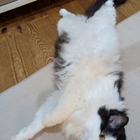 仰向けの猫