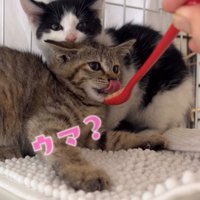 ハチワレ子猫の前でスプーンを見ながら舌を出しているキジトラ子猫