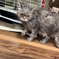 濡れた猫（グレー）