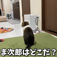 座る猫の後ろ姿