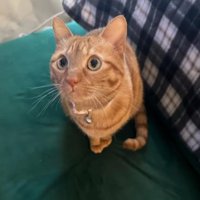 室内にいる猫