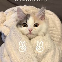 タオルで包まれている子猫