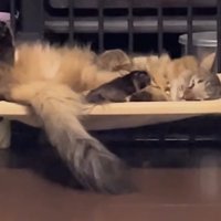 ハンモックの上で眠る猫