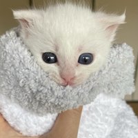 タオルで包まれる子猫