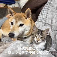 柴犬の隣に座っている子猫