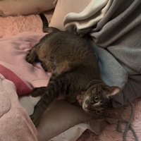 座椅子の上に横になる猫