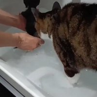 洗われる子猫と兄猫