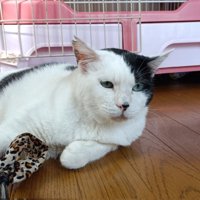 寝そべる猫