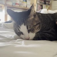 体を撫でられて満足そうな猫