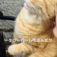 飼い主さんに撫でられて前足をグーパーするマンチカン