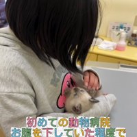 抱っこされる子猫