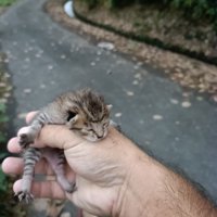 手で持たれる子猫