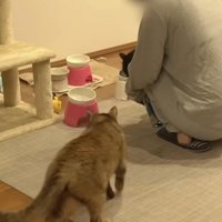 フードボウルに向かって歩くサビ猫