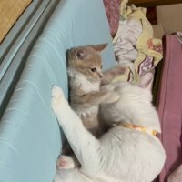 子猫を抱きしめている猫