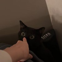 鼻をつつかれている黒猫