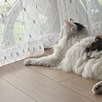 外にいる猫を見ている長毛の猫