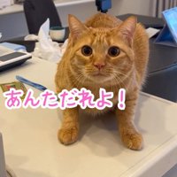 飼い主の顔を見て固まる猫