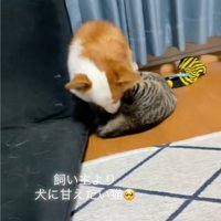 犬を引き留める猫