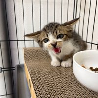 警戒する子猫