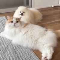 ねそべっている犬と猫