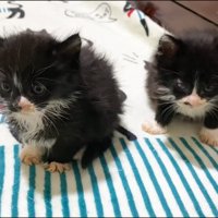 並ぶふたり