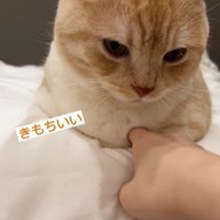 猫の胸元を触っている人
