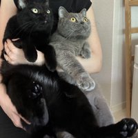 抱っこされる2匹の猫