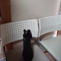 椅子の上で見上げる子猫