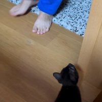 飼い主の足を見る子猫2