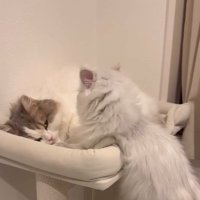 寝るハチワレを見つめる白猫