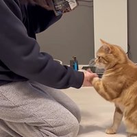 お手をする猫の横顔