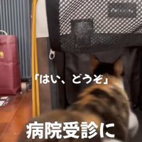 キャリーバッグに入っていく子猫の後ろ姿（室内）