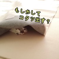 こたつを出してほしいささみくん