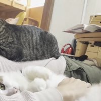 3匹の猫さんたち