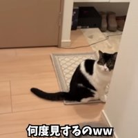 驚いた顔の猫