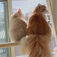 先輩猫の隣に座って室内を見渡す後輩猫